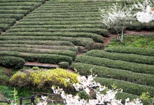 桜や梅、レンギョウに彩られた茶畑