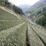 急峻な谷間の斜面に茶畑が広がる