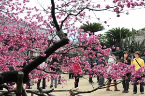 例年２月下旬に見頃を迎える鍋島邸の緋寒桜（朝日新聞）