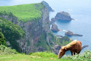 絶壁の上で草を食べる西ノ島の放牧馬（朝日新聞）