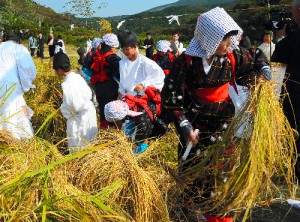 豆酘赤米