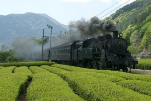 木々生い茂る山とお茶畑の間を大井川鉄道のＳＬが走る＝川根本町商工観光課提供